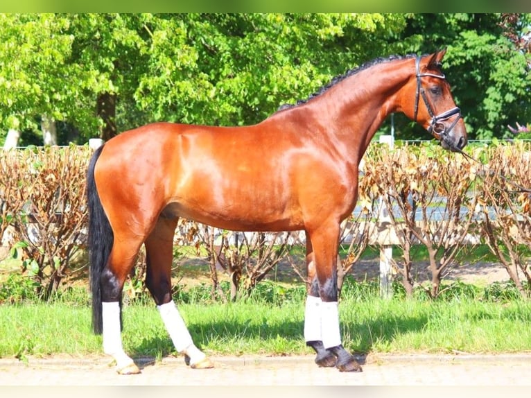 Hannoveriano Caballo castrado 4 años 170 cm Castaño in Selsingen