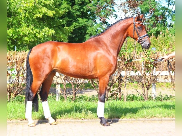 Hannoveriano Caballo castrado 4 años 170 cm Castaño in Selsingen