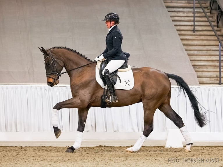 Hannoveriano Caballo castrado 4 años 170 cm Castaño in Verden