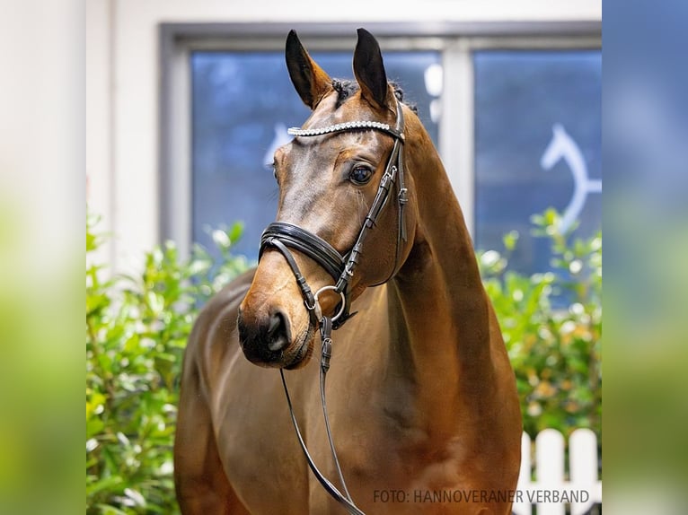 Hannoveriano Caballo castrado 4 años 170 cm Castaño in Verden