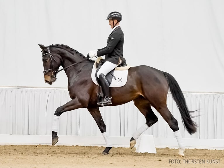 Hannoveriano Caballo castrado 4 años 170 cm Castaño in Verden