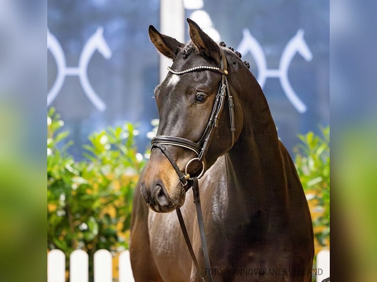 Hannoveriano Caballo castrado 4 años 170 cm Castaño in Verden