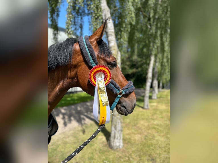 Hannoveriano Caballo castrado 4 años 170 cm Castaño in Ahausen