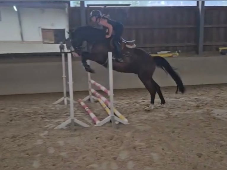 Hannoveriano Caballo castrado 4 años 170 cm Castaño in Grasberg