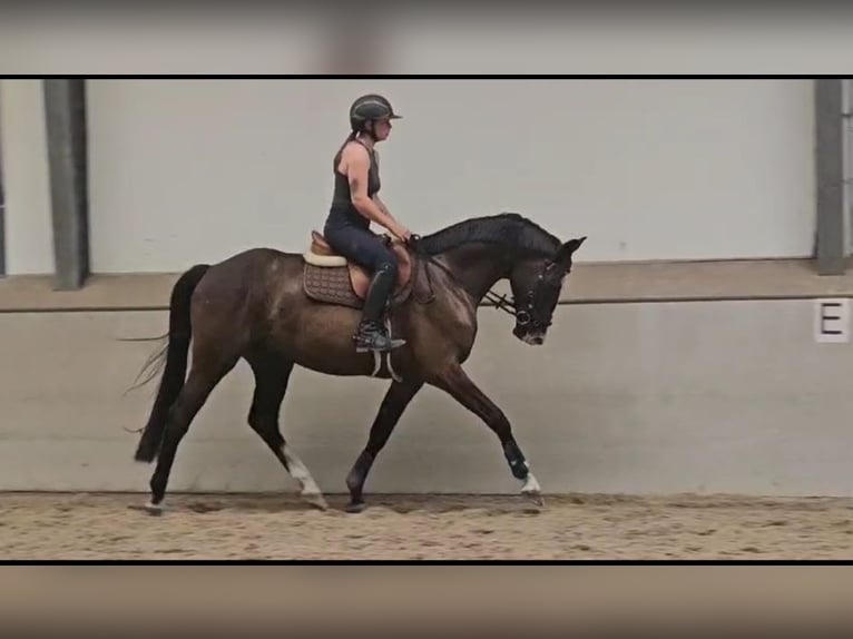 Hannoveriano Caballo castrado 4 años 170 cm Castaño in Grasberg