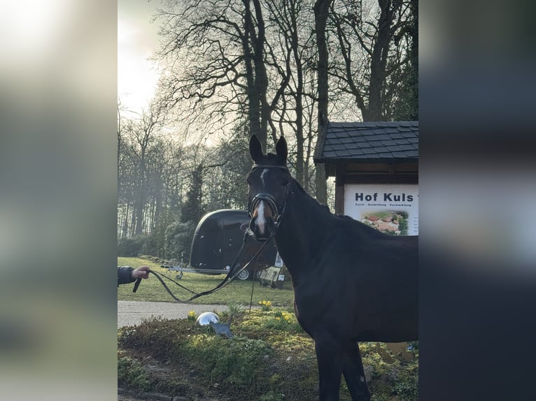 Hannoveriano Caballo castrado 4 años 170 cm Castaño oscuro in Borstel