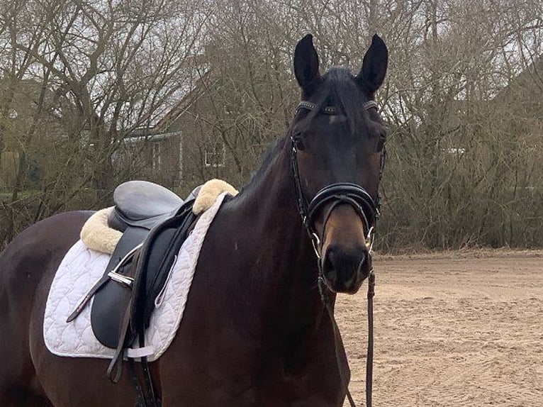 Hannoveriano Caballo castrado 4 años 170 cm Castaño oscuro in Verden (Aller)