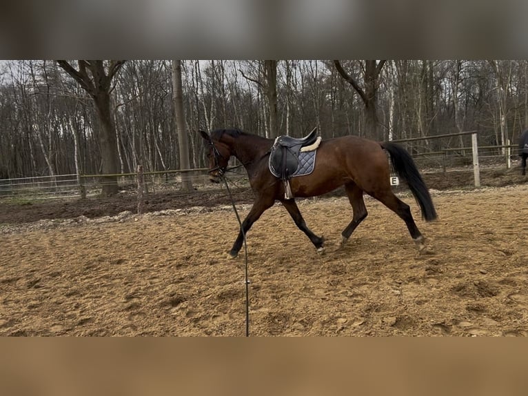 Hannoveriano Caballo castrado 4 años 170 cm Castaño oscuro in Grasberg