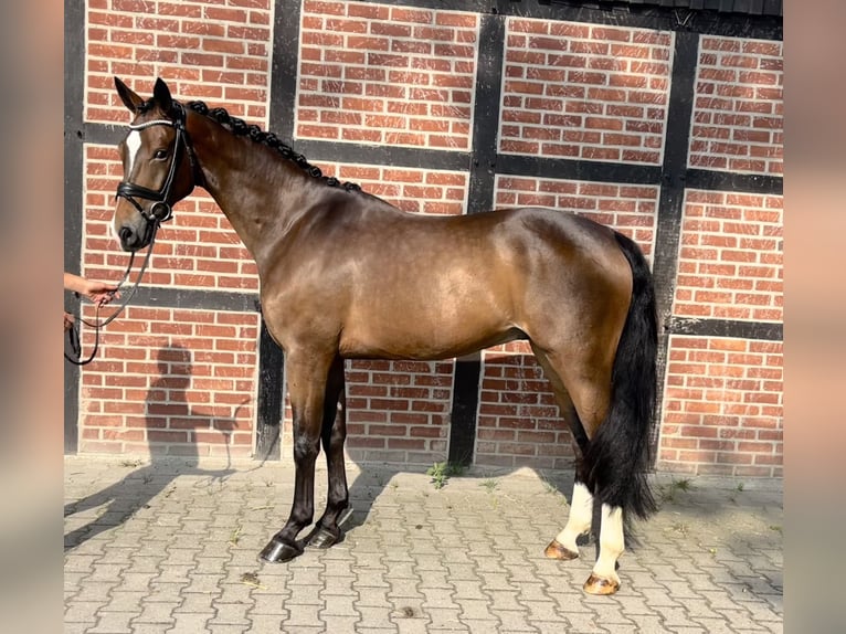 Hannoveriano Caballo castrado 4 años 170 cm Castaño oscuro in Telgte