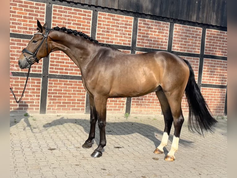 Hannoveriano Caballo castrado 4 años 170 cm Castaño oscuro in Telgte