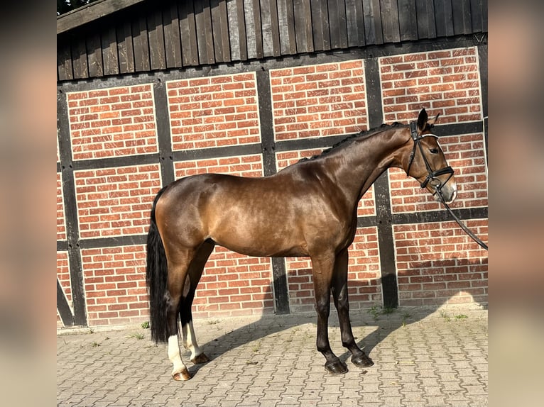 Hannoveriano Caballo castrado 4 años 170 cm Castaño oscuro in Telgte