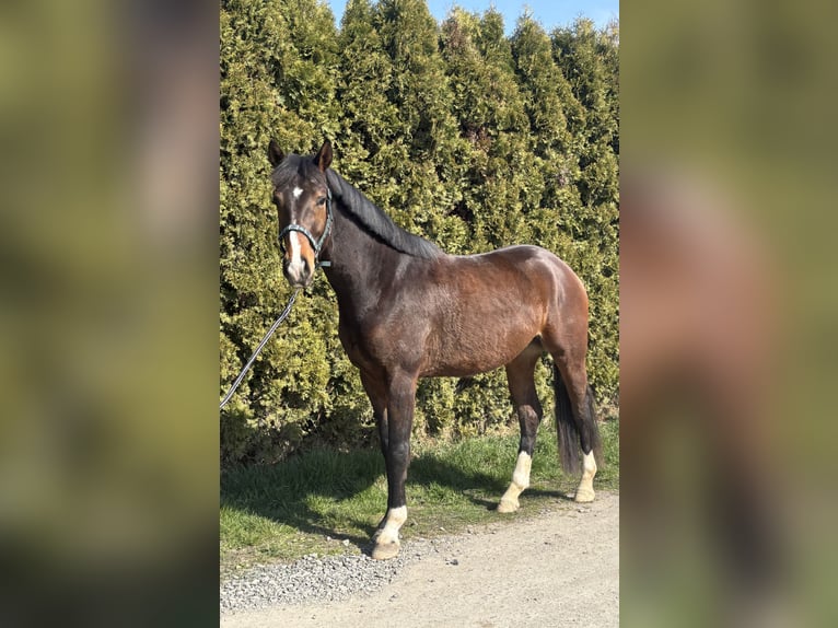Hannoveriano Caballo castrado 4 años 170 cm Castaño oscuro in Bovenden