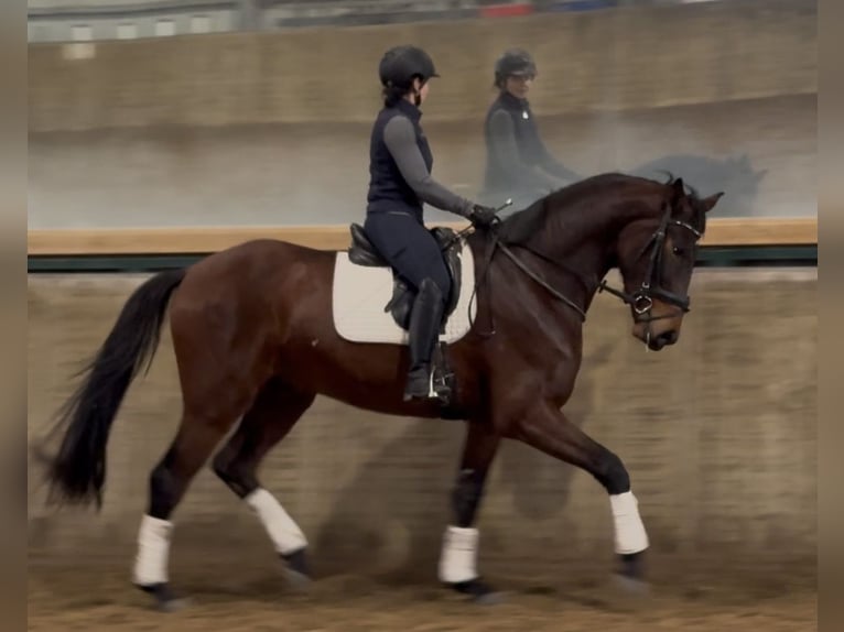 Hannoveriano Caballo castrado 4 años 170 cm Castaño oscuro in Kevelaer