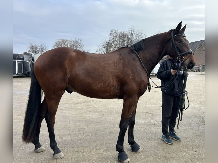 Hannoveriano Caballo castrado 4 años 170 cm Castaño oscuro in Kevelaer