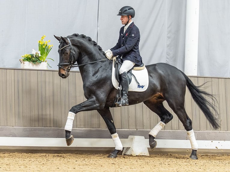Hannoveriano Caballo castrado 4 años 170 cm Castaño oscuro in Münster-Handorf