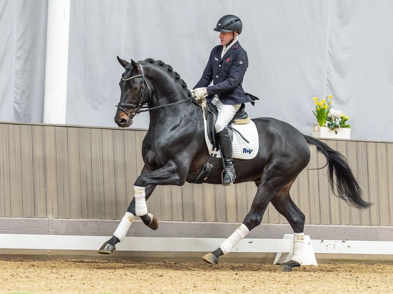 Hannoveriano Caballo castrado 4 años 170 cm Castaño oscuro in Münster-Handorf