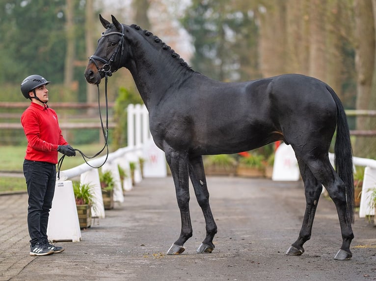Hannoveriano Caballo castrado 4 años 170 cm Castaño oscuro in Münster-Handorf