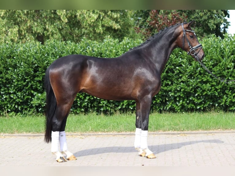 Hannoveriano Caballo castrado 4 años 170 cm Castaño oscuro in Selsingen