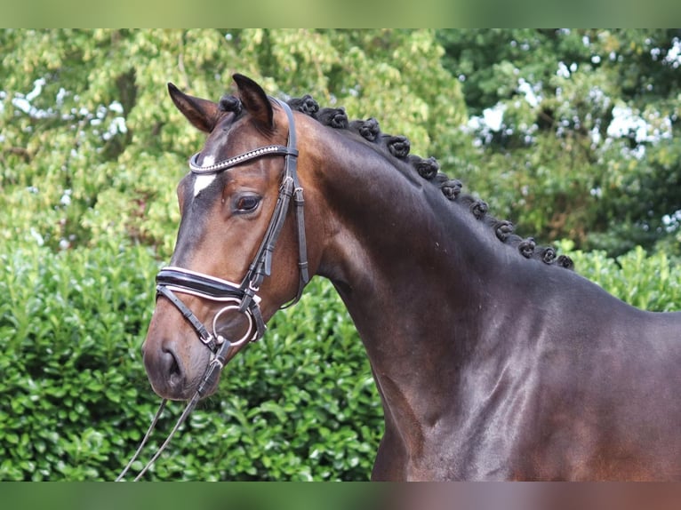 Hannoveriano Caballo castrado 4 años 170 cm Castaño oscuro in Selsingen