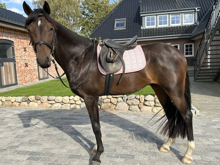 Hannoveriano Caballo castrado 4 años 170 cm Castaño oscuro in Süsel