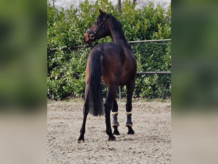 Hannoveriano Caballo castrado 4 años 170 cm Castaño oscuro in Someren