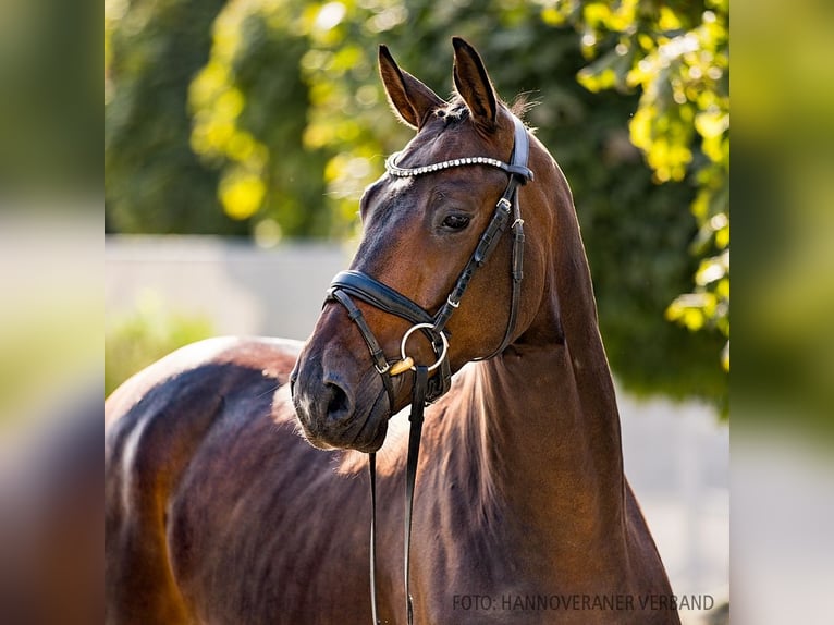 Hannoveriano Caballo castrado 4 años 170 cm Castaño oscuro in Verden