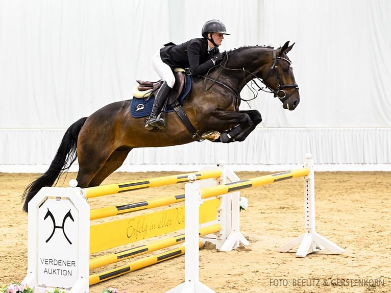 Hannoveriano Caballo castrado 4 años 170 cm Castaño oscuro in Verden