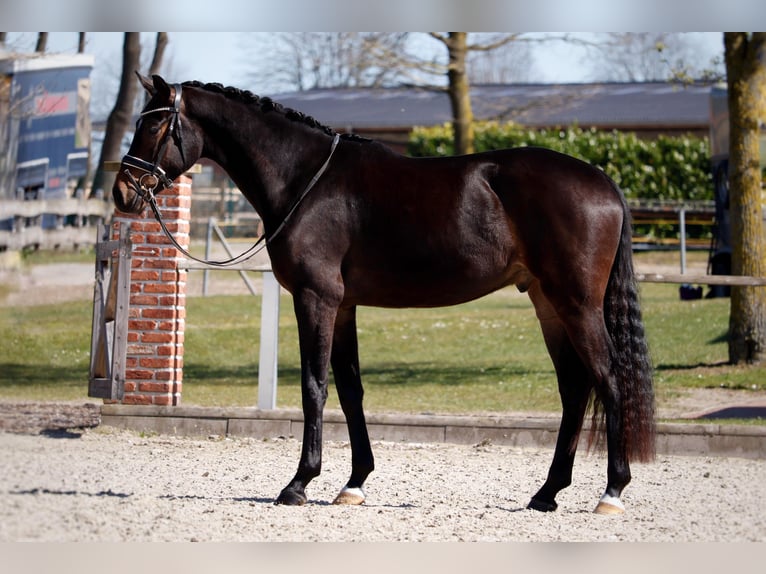 Hannoveriano Caballo castrado 4 años 170 cm Morcillo in Lingen