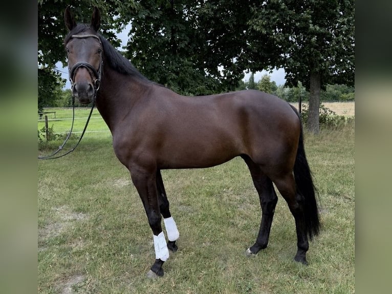 Hannoveriano Caballo castrado 4 años 170 cm Morcillo in Tangstedt