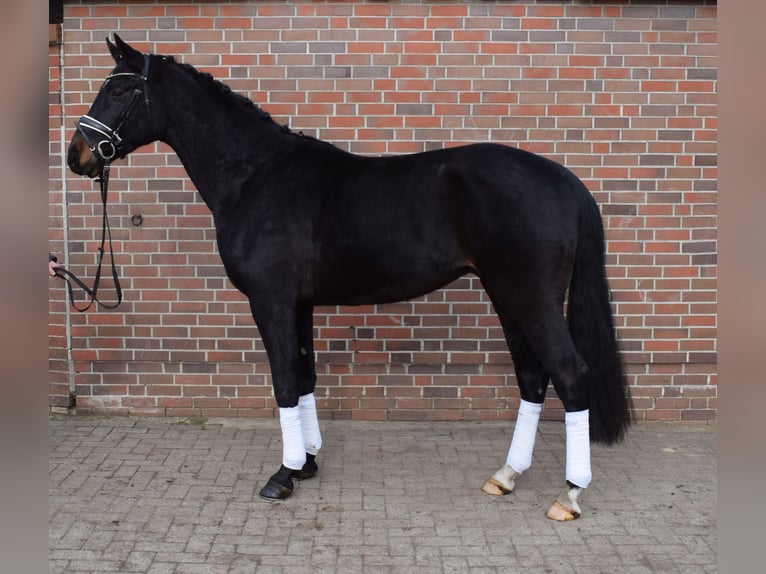 Hannoveriano Caballo castrado 4 años 170 cm Morcillo in Fredenbeck