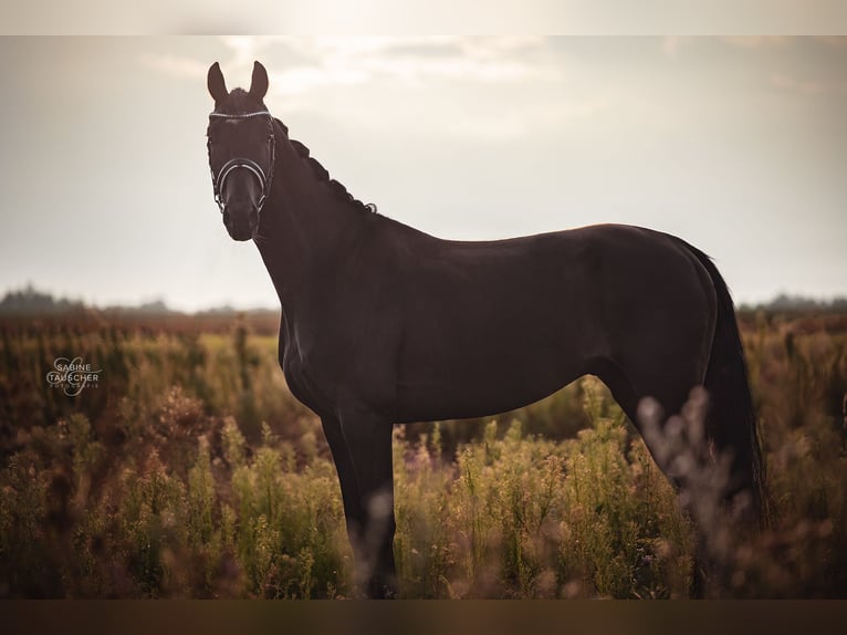 Hannoveriano Caballo castrado 4 años 170 cm Morcillo in Halbturn