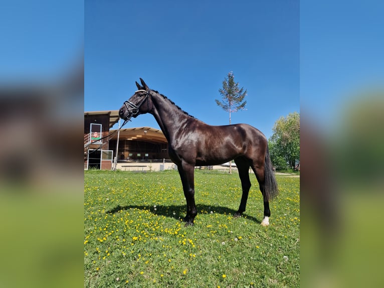 Hannoveriano Caballo castrado 4 años 170 cm Morcillo in Hermetschwil-Staffeln