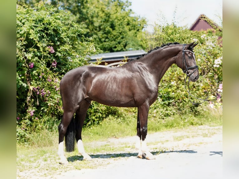 Hannoveriano Caballo castrado 4 años 170 cm Negro in Hohenfelde