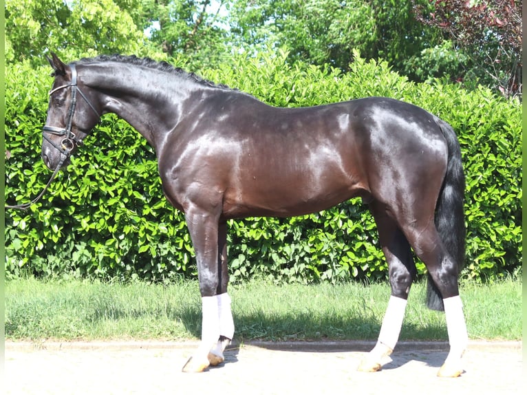 Hannoveriano Caballo castrado 4 años 170 cm Negro in Selsingen
