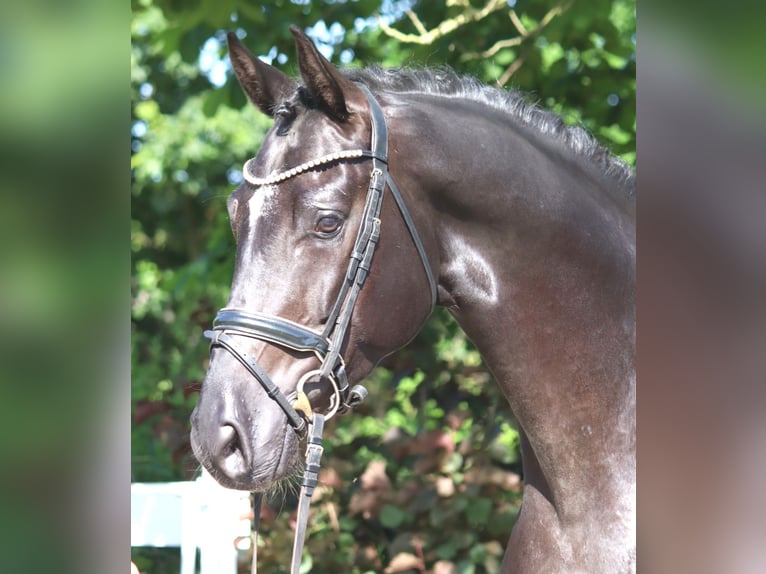 Hannoveriano Caballo castrado 4 años 170 cm Negro in Selsingen