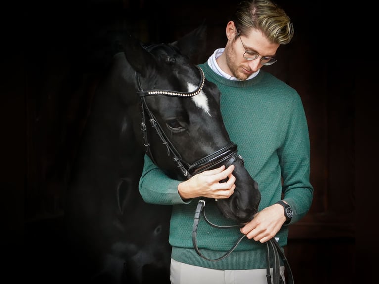 Hannoveriano Caballo castrado 4 años 170 cm Negro in Aachen