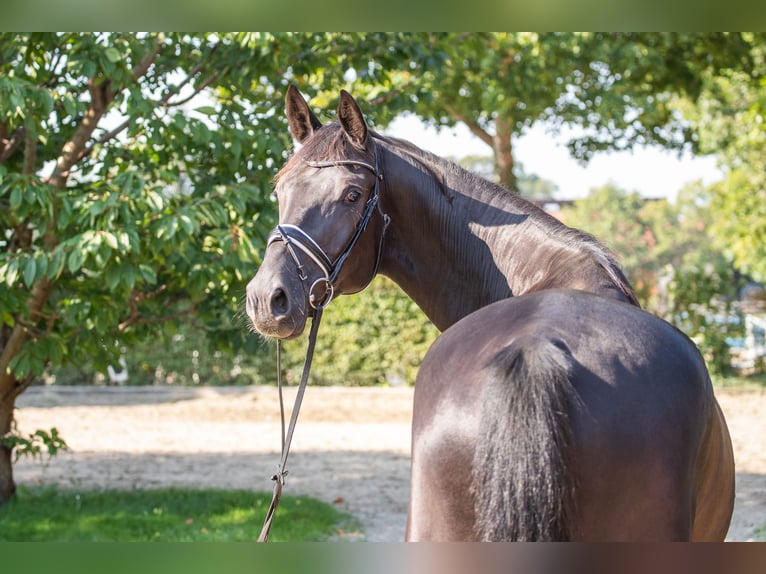 Hannoveriano Caballo castrado 4 años 170 cm Negro in Elmlohe