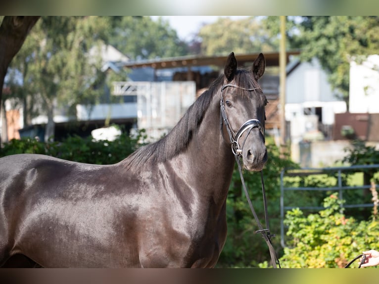 Hannoveriano Caballo castrado 4 años 170 cm Negro in Elmlohe