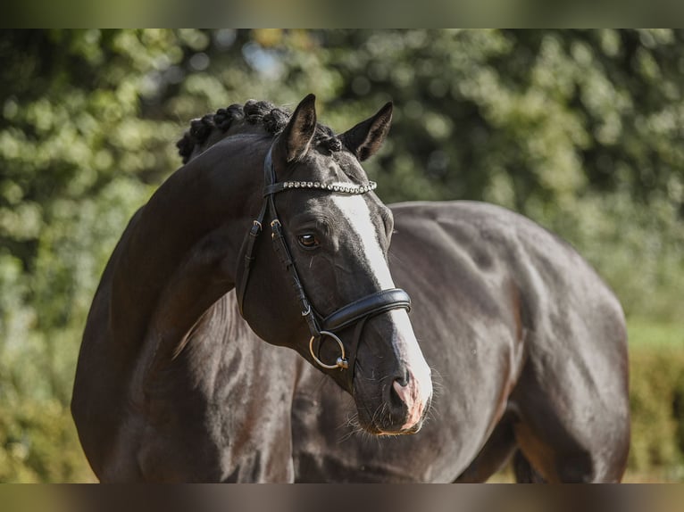 Hannoveriano Caballo castrado 4 años 170 cm Negro in Riedstadt