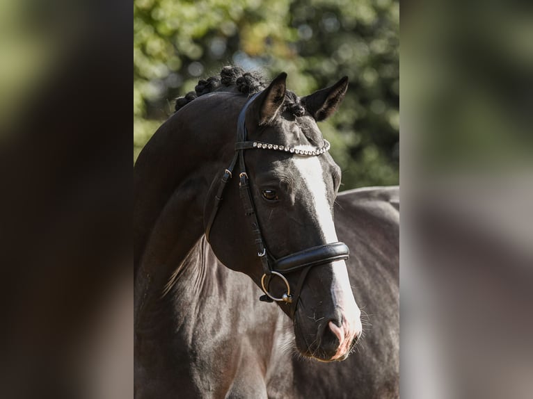 Hannoveriano Caballo castrado 4 años 170 cm Negro in Riedstadt