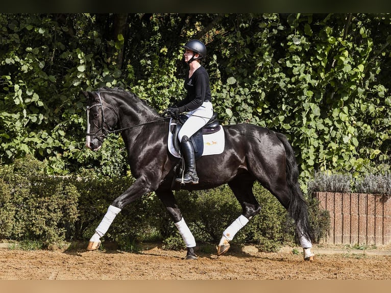 Hannoveriano Caballo castrado 4 años 170 cm Negro in Riedstadt