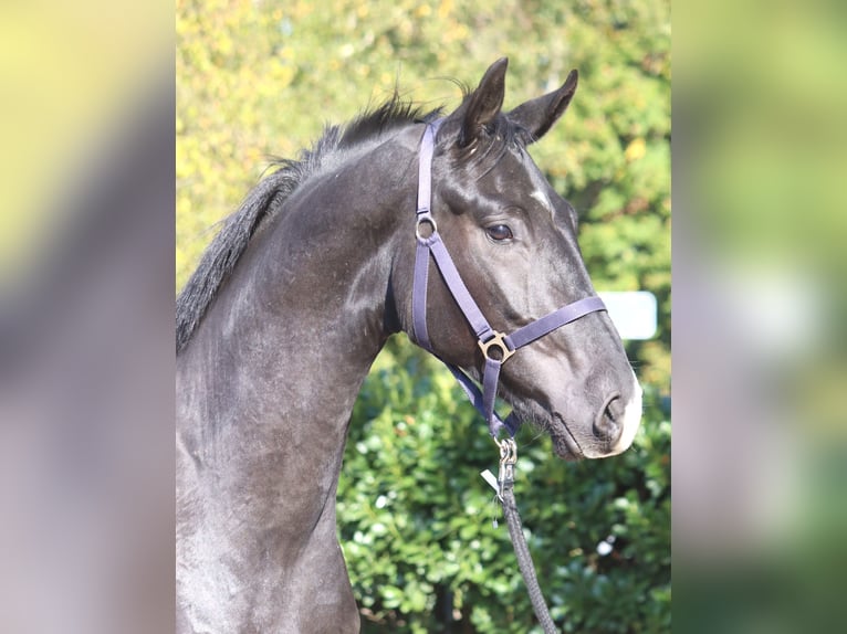 Hannoveriano Caballo castrado 4 años 170 cm Negro in Selsingen