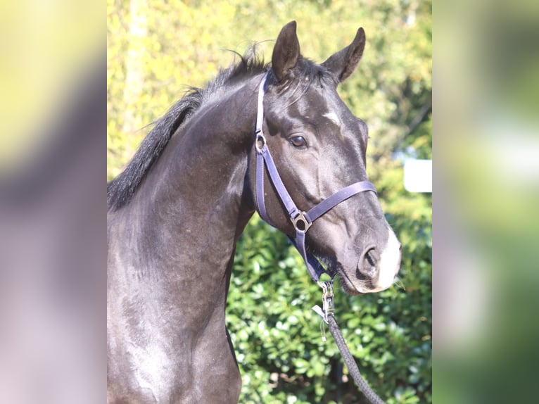 Hannoveriano Caballo castrado 4 años 170 cm Negro in Selsingen