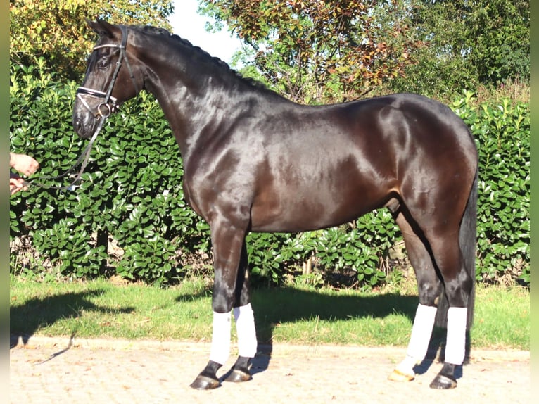 Hannoveriano Caballo castrado 4 años 170 cm Negro in Selsingen