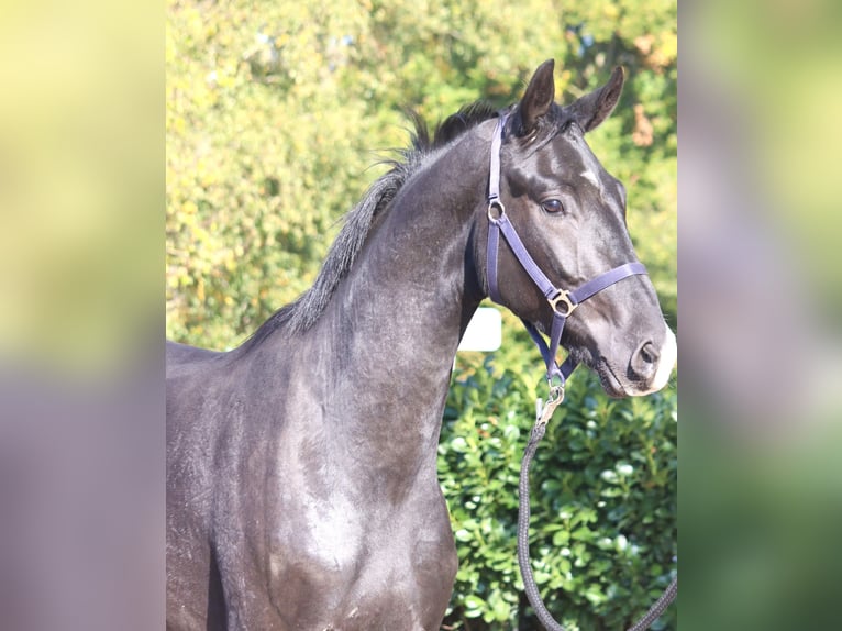 Hannoveriano Caballo castrado 4 años 170 cm Negro in Selsingen