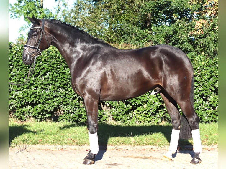Hannoveriano Caballo castrado 4 años 170 cm Negro in Selsingen