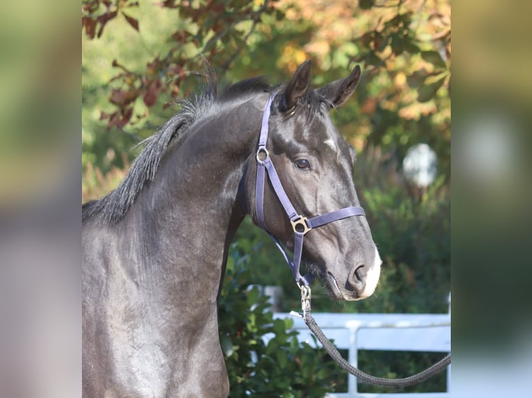 Hannoveriano Caballo castrado 4 años 170 cm Negro in Selsingen