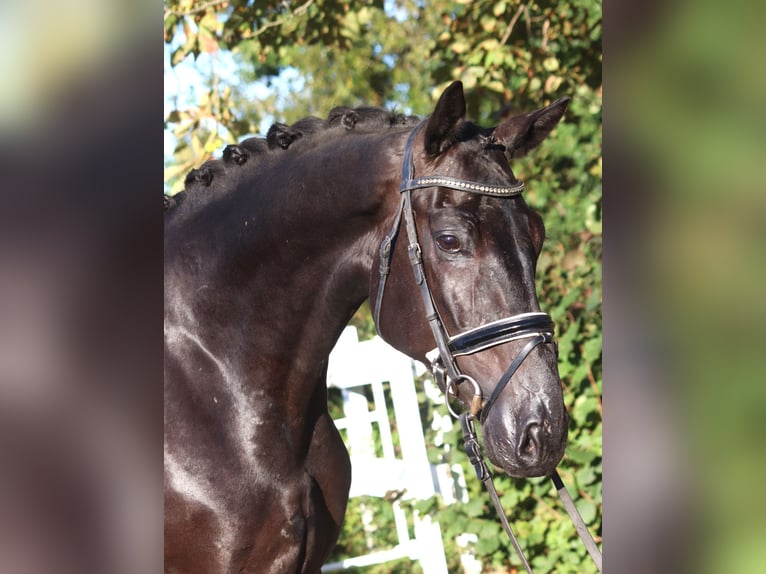 Hannoveriano Caballo castrado 4 años 170 cm Negro in Selsingen