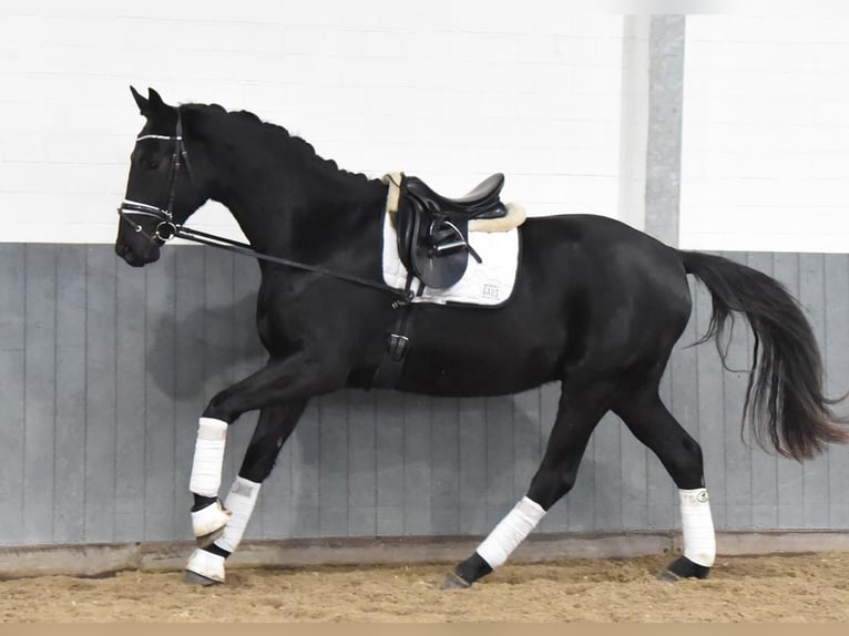 Hannoveriano Caballo castrado 4 años 170 cm Negro in Tiddische