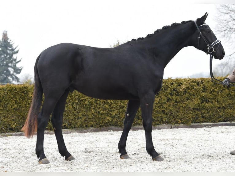 Hannoveriano Caballo castrado 4 años 170 cm Negro in Tiddische